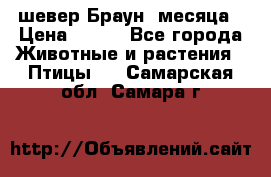 шевер Браун 2месяца › Цена ­ 200 - Все города Животные и растения » Птицы   . Самарская обл.,Самара г.